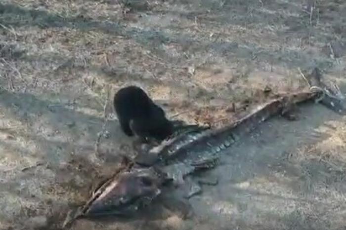 Медведь поселился возле туши мертвого кита и принялся пугать жителей Сахалина