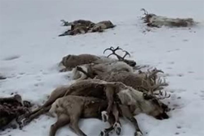 На Камчатке проверят видео с сотней мертвых оленей