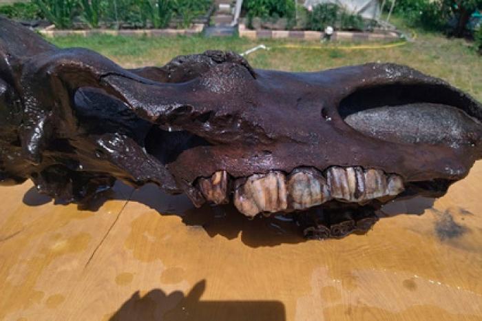 Россиянин нашел уникальный череп шерстистого носорога