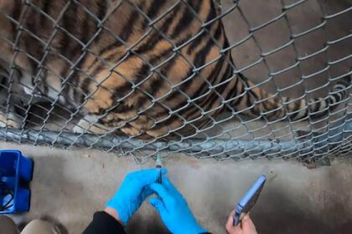 Американский зоопарк начал прививать животных от коронавируса