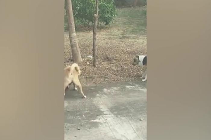 Отважные собаки дали отпор ядовитой змее и попали на видео