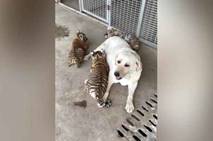 Собака усыновила троих брошенных родной матерью тигрят