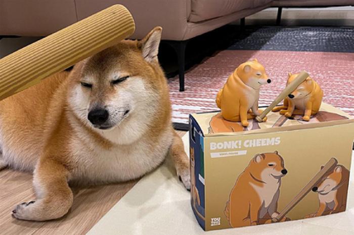 Хозяйка популярного пса из мемов воссоздала в жизни вирусную шутку с собакой