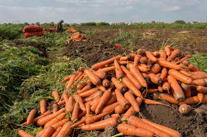 В ПРИДНЕСТРОВЬЕ ВВЕДЕНЫ ОГРАНИЧЕНИЯ НА ВЫВОЗ СЕЛЬХОЗПРОДУКЦИИ