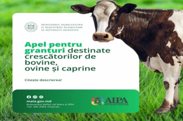 ACCEPTAREA CERERILOR PENTRU SUBVENȚII PENTRU ÎNCEPEREA CRESUTULUI DE BOVINE