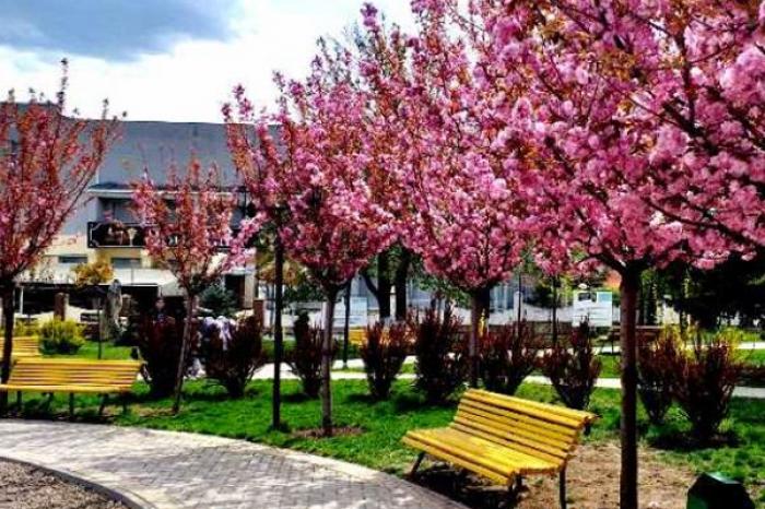 COPACII JAPONEZI SAKURA ÎNFLORESC ÎN CENTRUL COMRATULUI