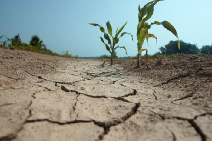 FERMIERII AU CONDAMNAT ÎNCĂ O DATĂ "INACȚIUNEA GUVERNULUI ÎN FAȚA UNUI DEZASTRU ÎN AGRICULTURĂ"