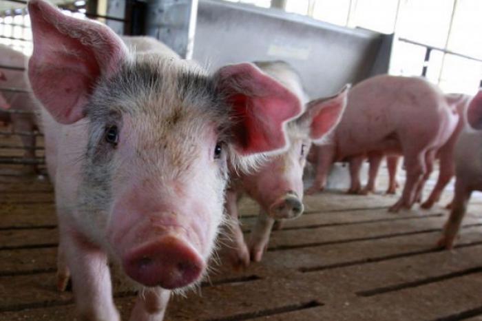 В МОЛДОВЕ – ТРИ НОВЫЕ ВСПЫШКИ АФРИКАНСКОЙ ЧУМЫ СВИНЕЙ