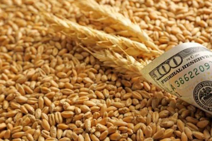 МОЛДОВА ЭКСПОРТИРОВАЛА В 2025 ГОДУ 585 ТЫС. ТОНН ПШЕНИЦЫ – МИНИСТР СЕЛЬСКОГО ХОЗЯЙСТВА ЛЮДМИЛА КАТЛАБУГА