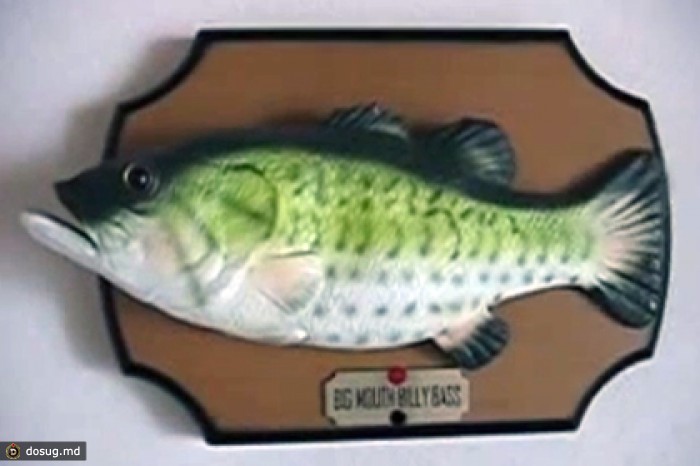 Американского грабителя спугнула поющая рыба