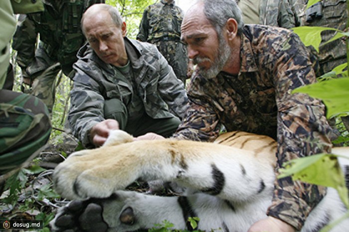 Бегство тигра Путина в Китай объяснили бродячим характером