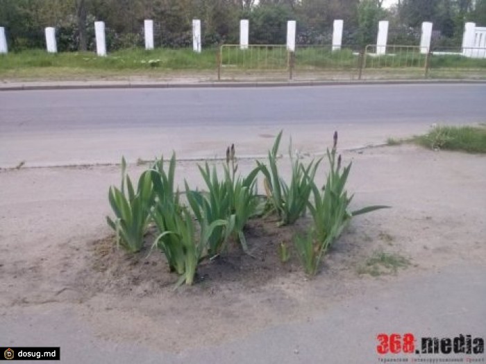 Благоустройство "по-одесски": ямы на асфальте превратили в клумбы. ФОТО