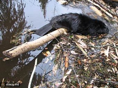 Бобры затопили дорогу в Калининградской области