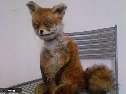 Британка рассказала историю "упоротого лиса"