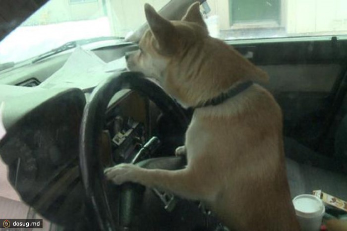 Чихуахуа за рулем нарушил ПДД