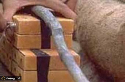 Дагестанец взорвал на Новый год тротиловую шашку