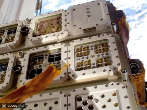 ESA отчиталось о полете лишайников в открытый космос