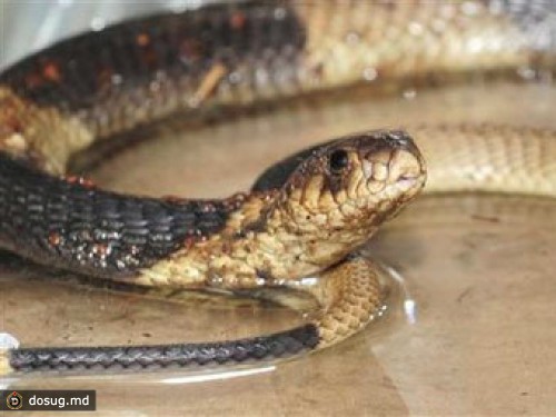 Египетский самолет экстренно сел из-за сбежавшей кобры