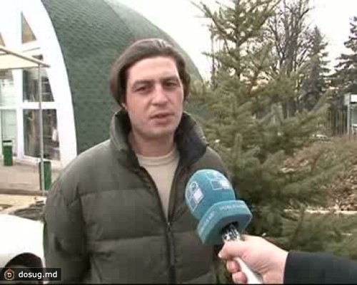 Елки напрокат: в столице услугой воспользовались более двухсот жителей