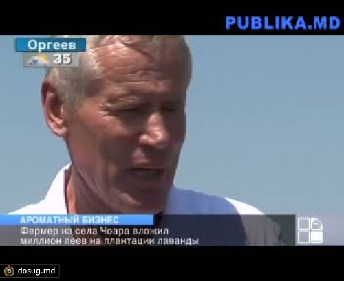 Фермер из села Чоара вложил миллион леев в плантации лаванды