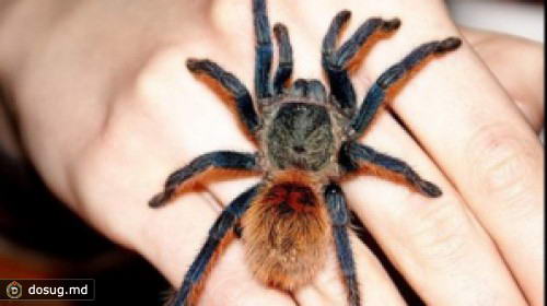 Фобии молдавских политиков: чего боятся Дьяков, Додон, Рошка, Гума и Стратан