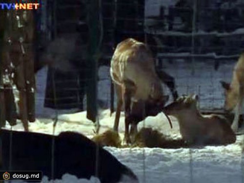 Главный олень Риги остался без работы