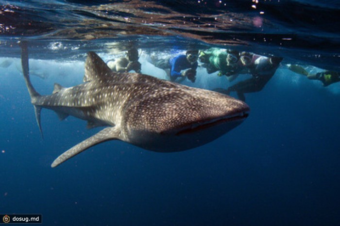 Google защитит свои подводные интернет-кабели от акул