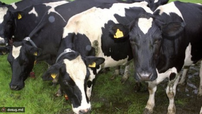 Гражданина Сирии обманом завербовали для грязной работы в Молдове