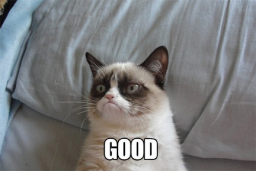 Grumpy Cat стал мемом года по версии Webby