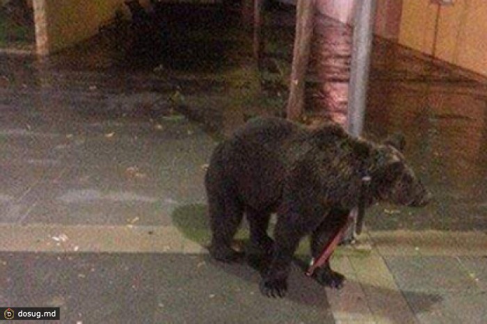 Испанский артист привязал медведя к столбу ради похода в бар