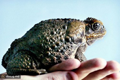 Из австралийского зоопарка украли рептилий