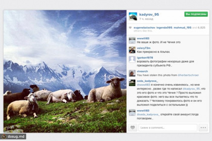 Кадыров удалил чужую фотографию овец из своего Instagram