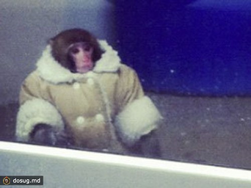 Канадская "обезьяна в пальто" проведет Рождество в приюте