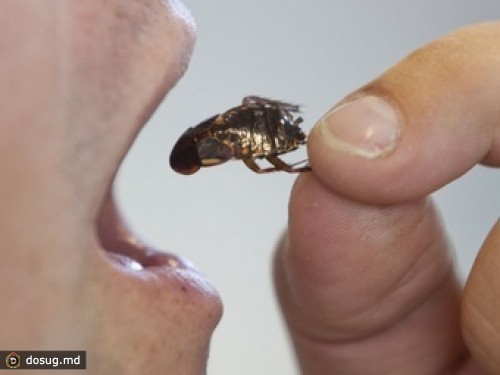 Конкурс по поеданию тараканов закончился смертью победителя