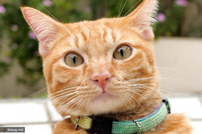 Кошка помогла хакеру взломать Wi-Fi