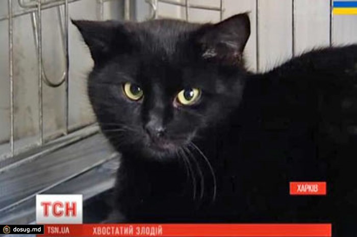 Кот объел харьковский мясокомбинат на 26 тысяч рублей