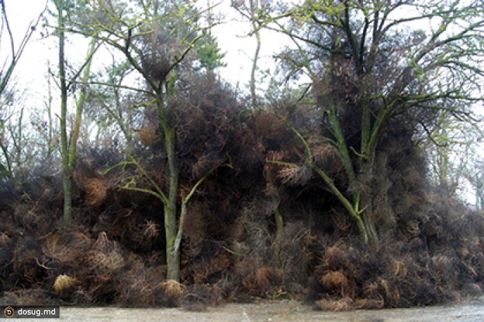 Крымский поселок завалило перекати-поле