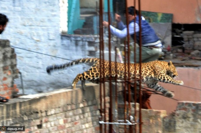 Леопард напал на шестерых жителей Индии