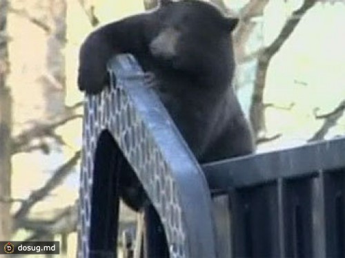 Медведь доехал в мусоровозе до Ванкувера