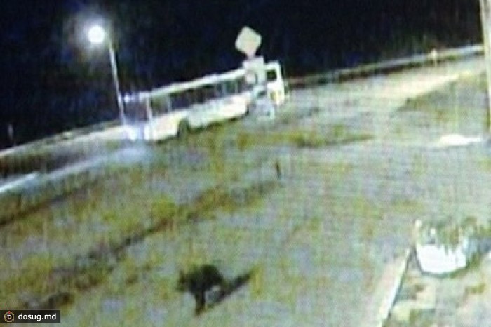 Медвежата устроили ночную прогулку по кемеровскому городу