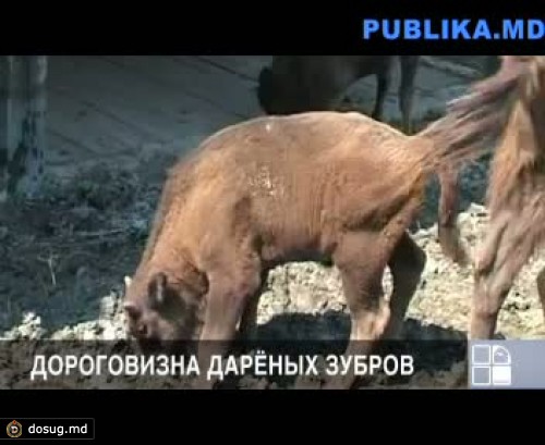 Moldsilva: Содержание зубров обходится в полмиллиона леев в год