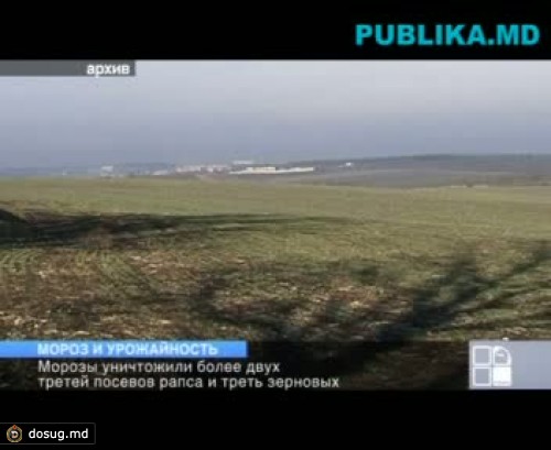 Мороз и урожайность: уничтожены более двух третей посевов рапса и треть зерновых