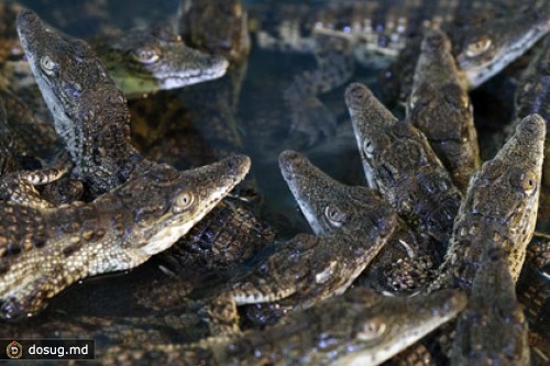 Московские власти арестовали крокодилов