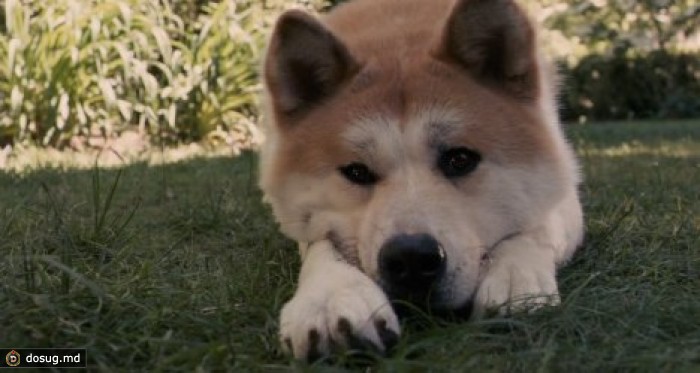 Мужчина отомстил соседу, застрелив его собаку