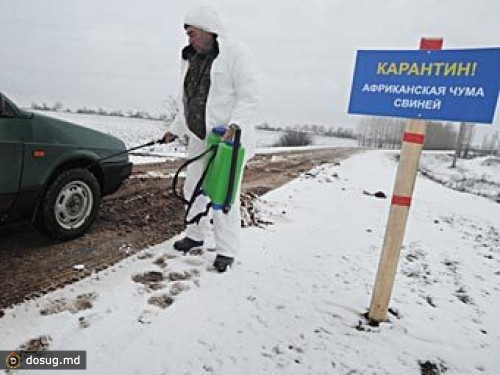 На Кубани введен режим ЧС из-за африканской чумы свиней