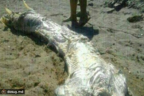 На испанском пляже обнаружили морского «монстра»