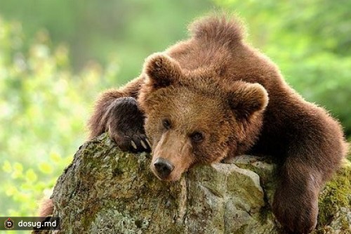 На кубанском заводе медведь убил охранника