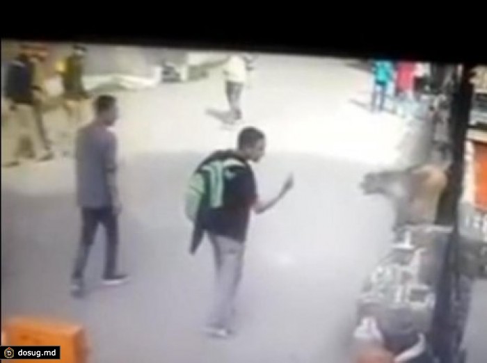 Обезьяна напала на юношу, показавшего ей средний палец. ВИДЕО