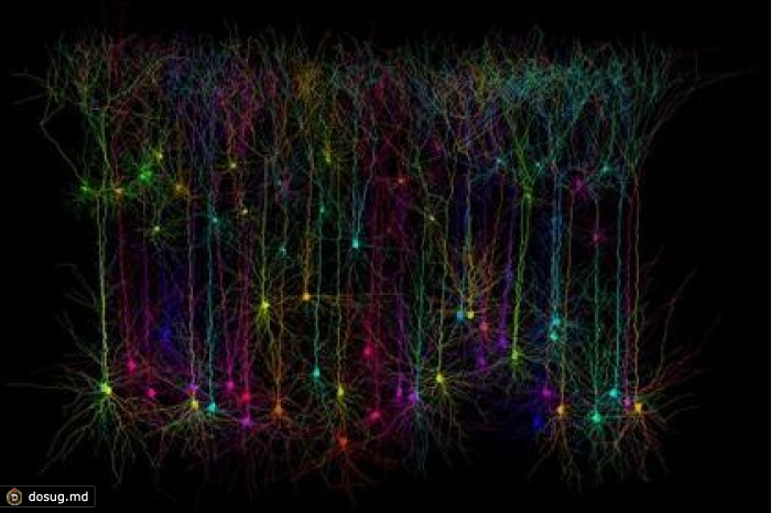 Отростки нейронов оказались способны самостоятельно обрабатывать информацию