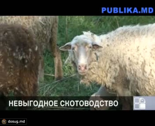 Овцеводство в Молдове – на грани исчезновения